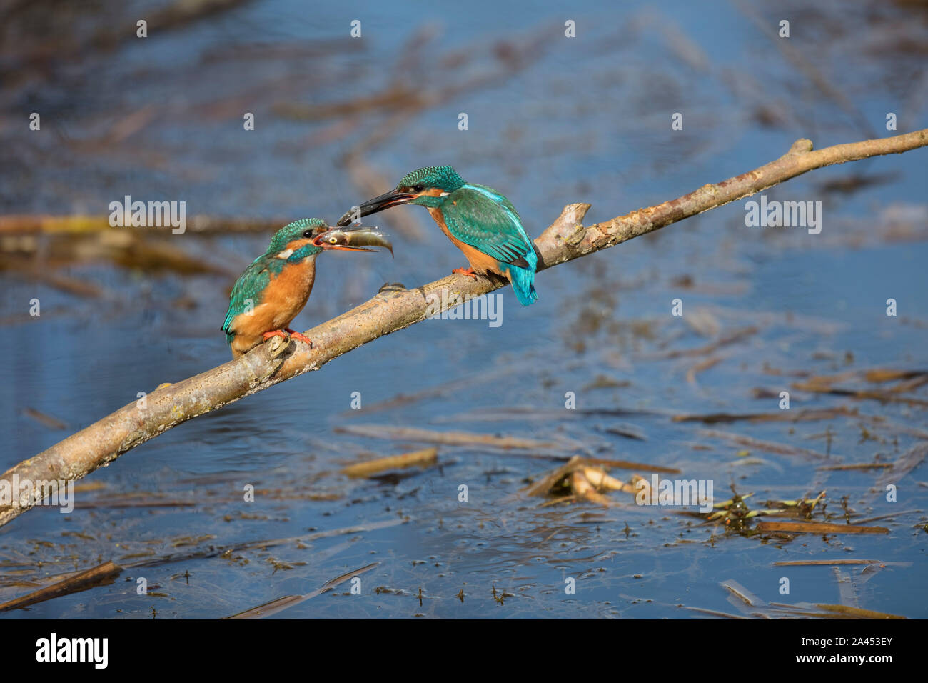 Kingfishers Courtship Feeding Stock Photo