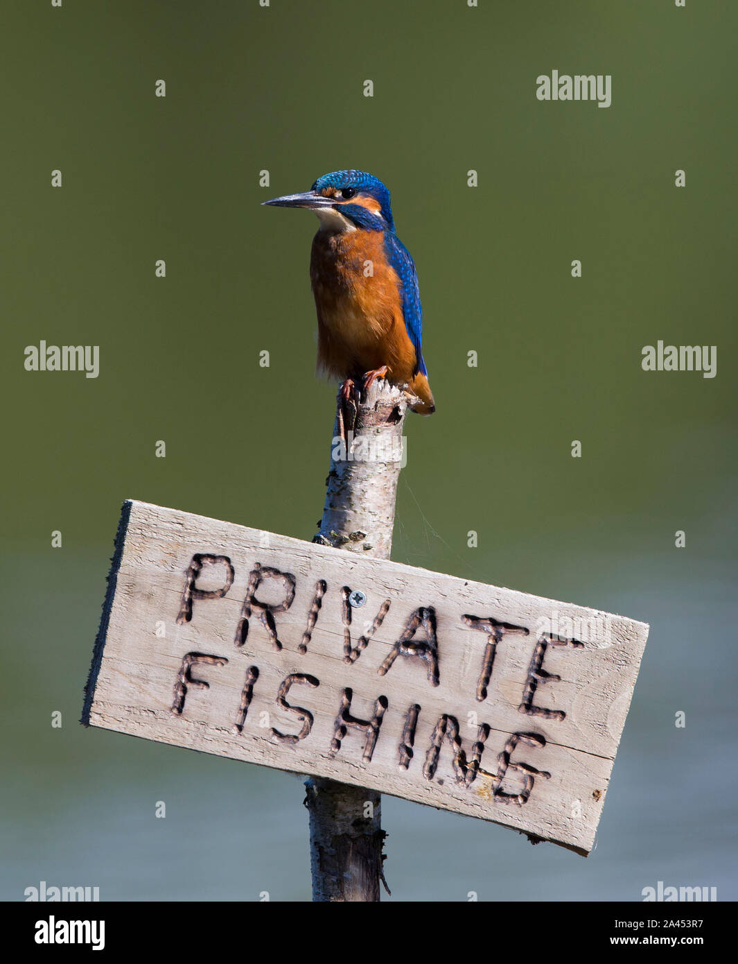 Kingfisher no fishing sign hires stock photography and images Alamy