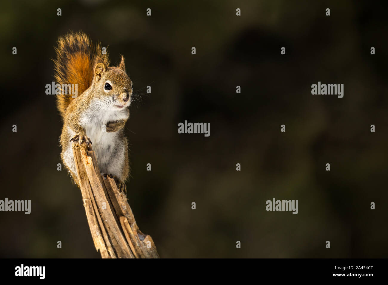 American Red Squirrel - Tamiasciurus hudsonicus, perched on a branch. making eye contact, snow flakes in it's face. Background is bokeh of pine trees. Stock Photo