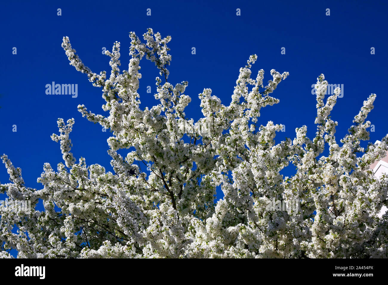 spring flowering tree, dense small white flowers; nature, Chester County, PA, Pennsylvania