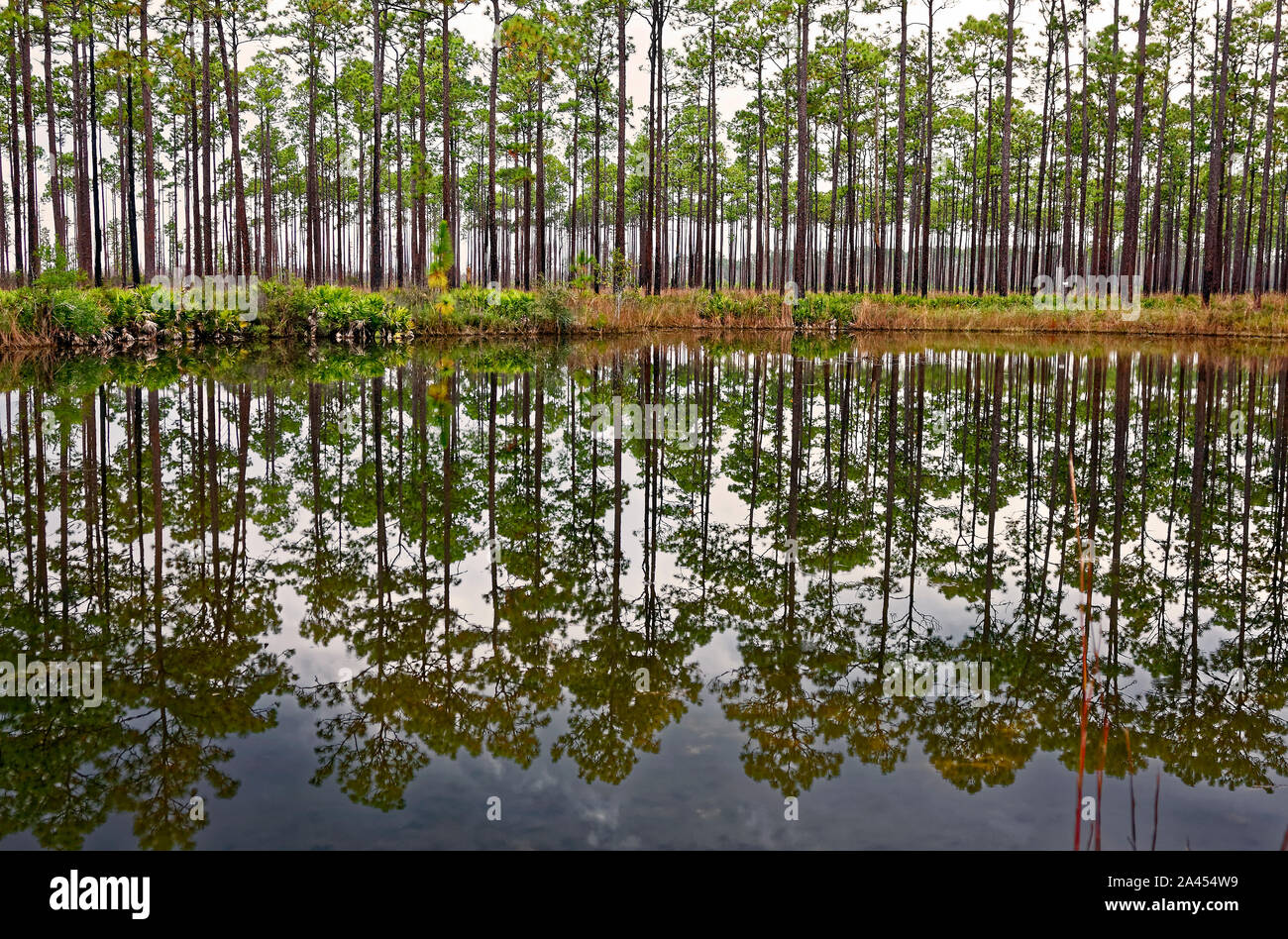 tall evergreen trees reflected, water, nature, ethereal, moody, scene, Okefenokee National
