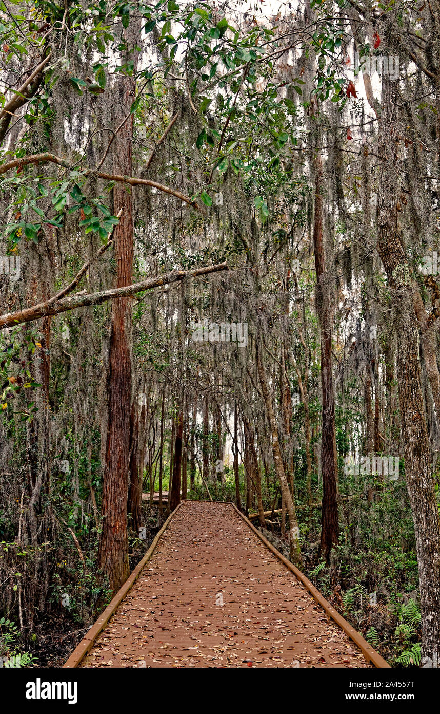 path through woods, wood walkway, nature, trees, Spanish moss, moody