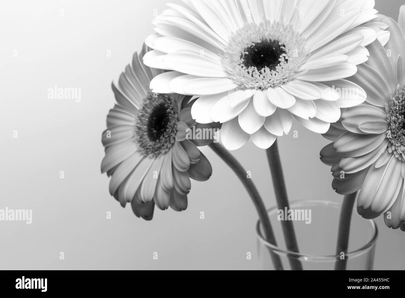 Black and white gerbera flowers, daisy blooming Stock Photo - Alamy