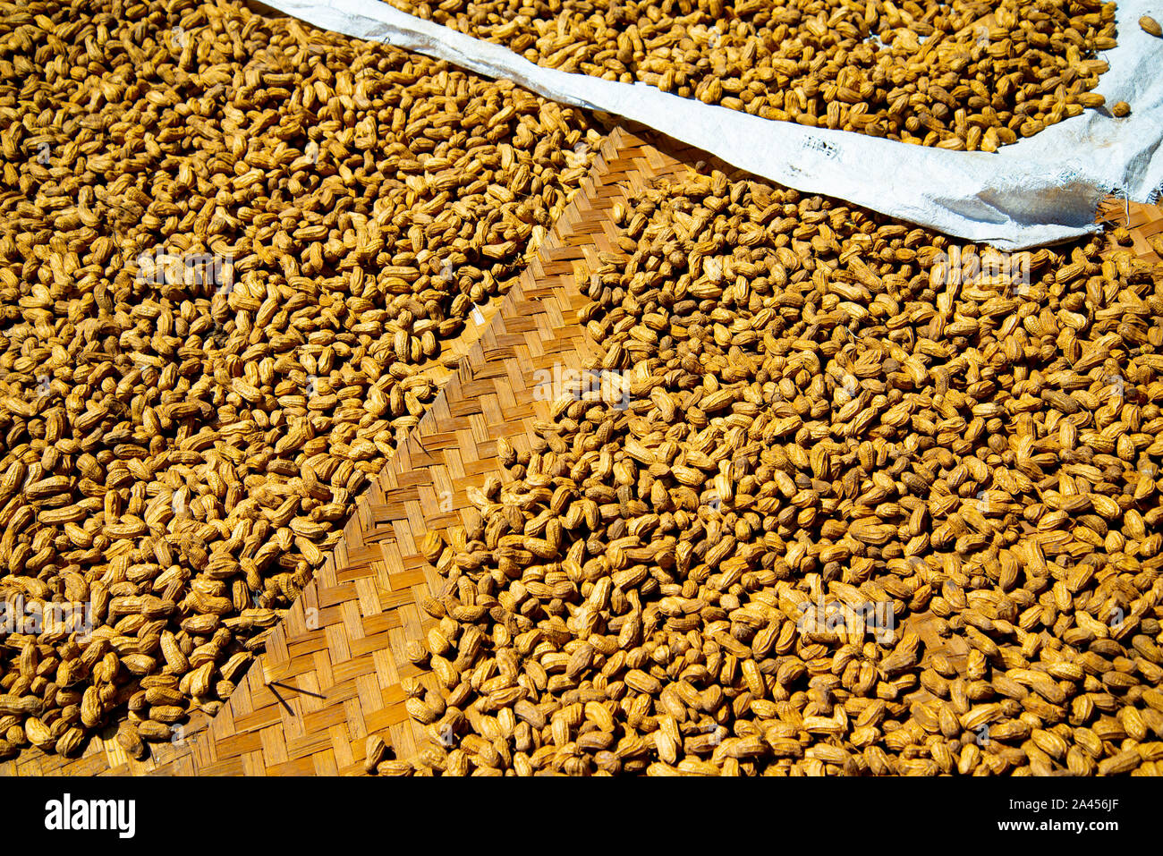 Peanuts Drying in the Sun Stock Photo
