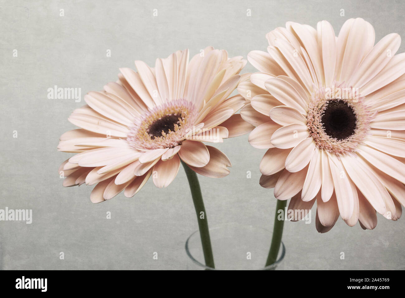 Two gerber flowers pink in glass jar, daisies blooming, isolated on grunge background Stock Photo