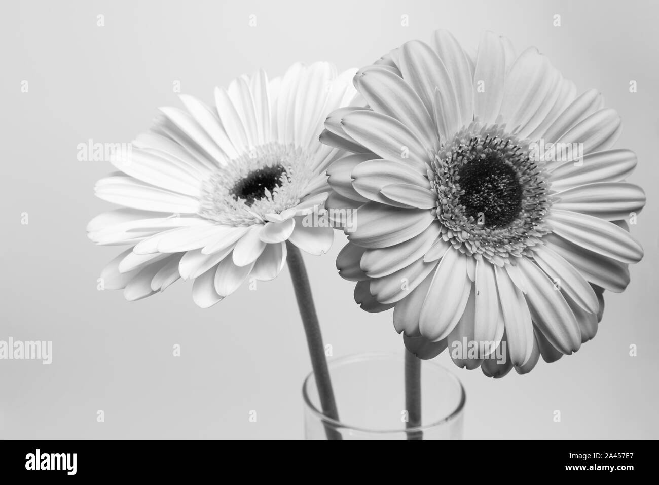 Black and white gerbera flowers, daisy blooming Stock Photo - Alamy
