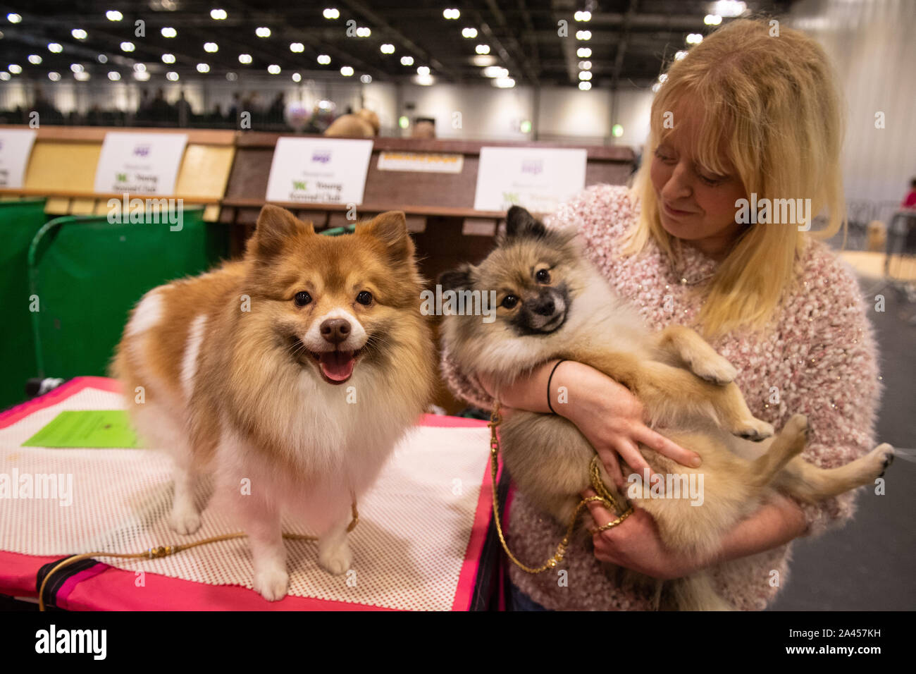 German Spitz Klein's Cheese (left) and Panini during the Kennel Club's  Discover Dogs event at ExCeL London Stock Photo - Alamy