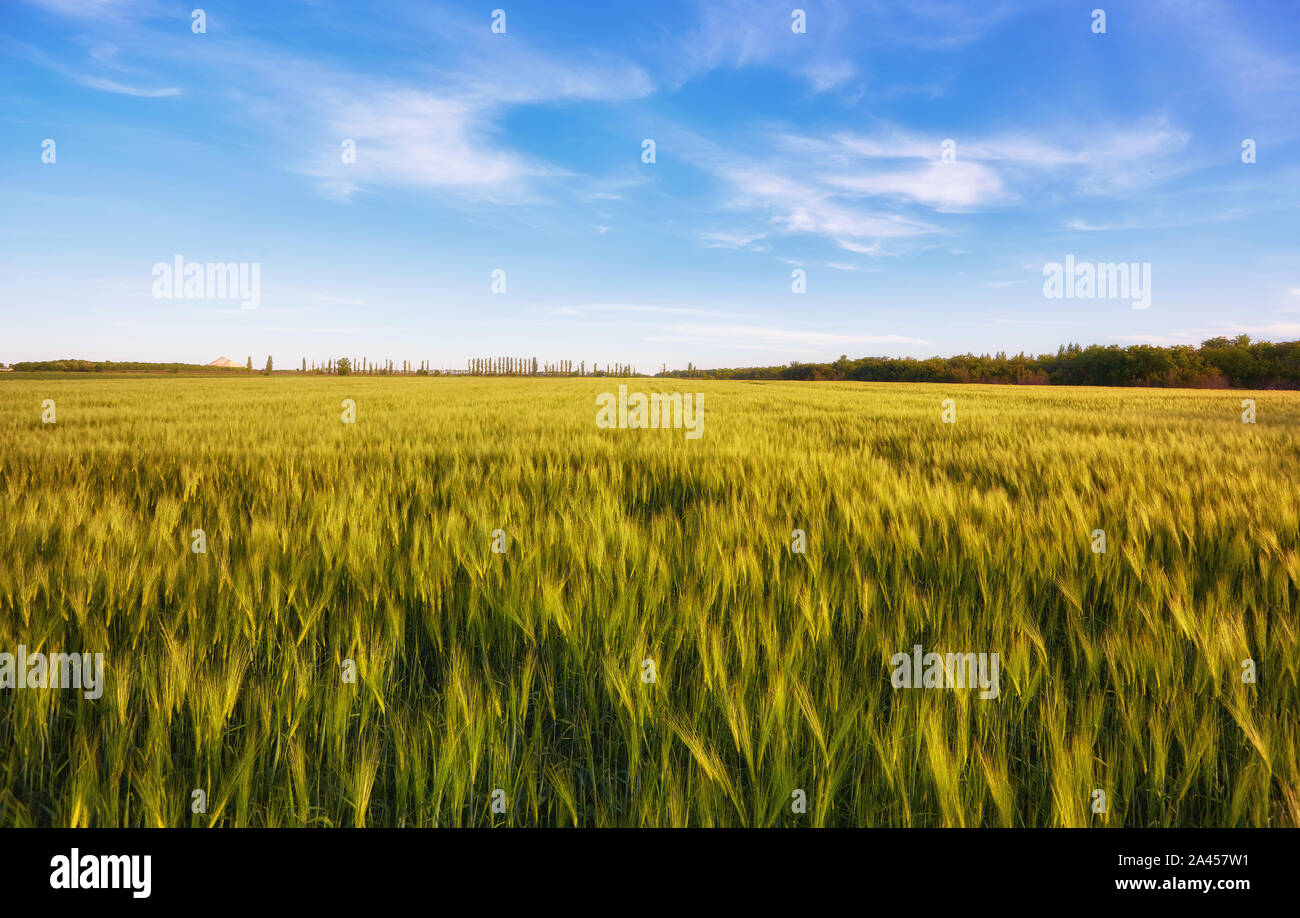 Green meadow under blue sky with clouds. Background Stock Photo - Alamy