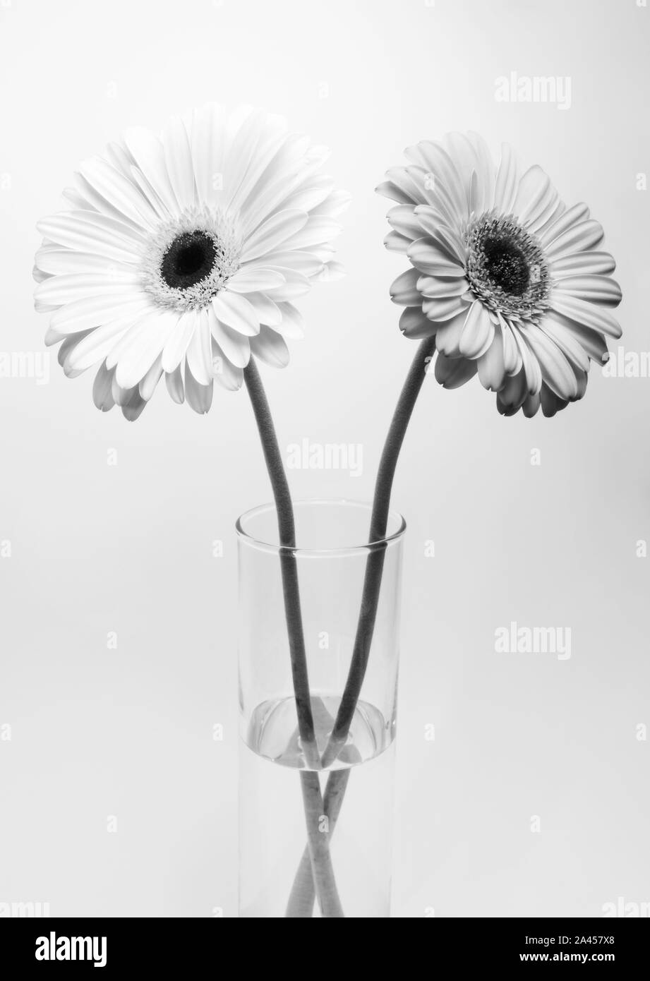 Black and white gerbera flowers, daisy blooming Stock Photo Alamy