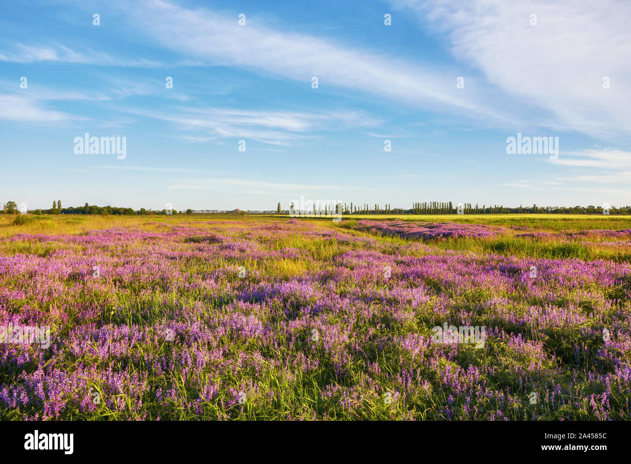 beautiful spring landscape with flowering purple flowers on meadow and ...
