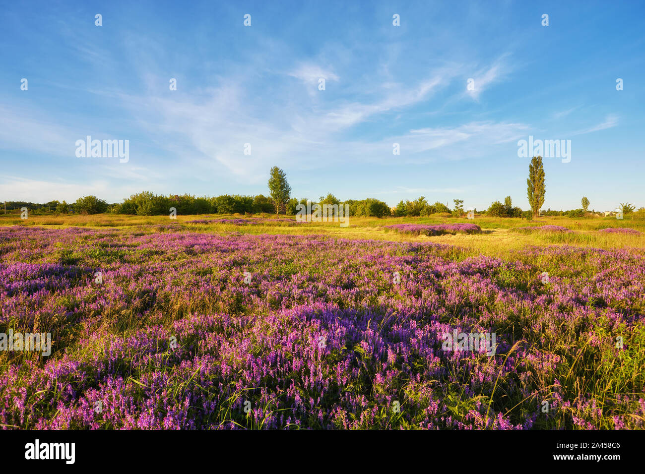 beautiful spring landscape with flowering purple flowers on meadow and ...