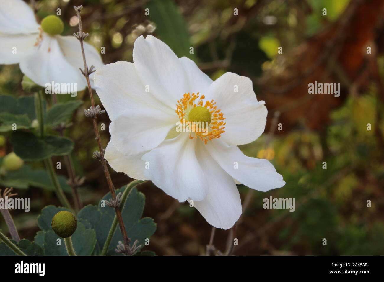 A white Anemone on a green and brown background Stock Photo