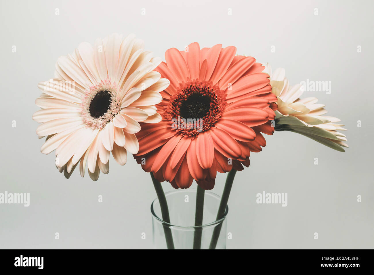 Gerber flowers in glass jar, daisies blooming, isolated on white background Stock Photo