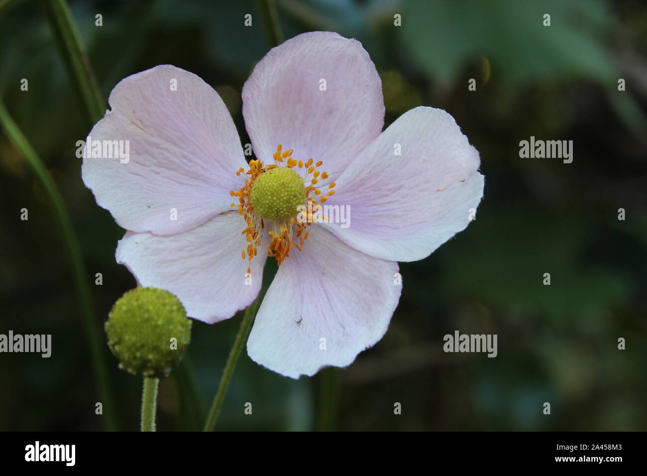 An nice Anemone on a green background Stock Photo