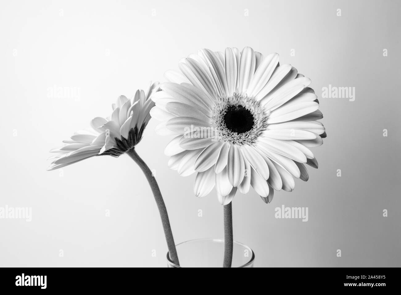 Daisy gerbera Black and White Stock Photos & Images Alamy