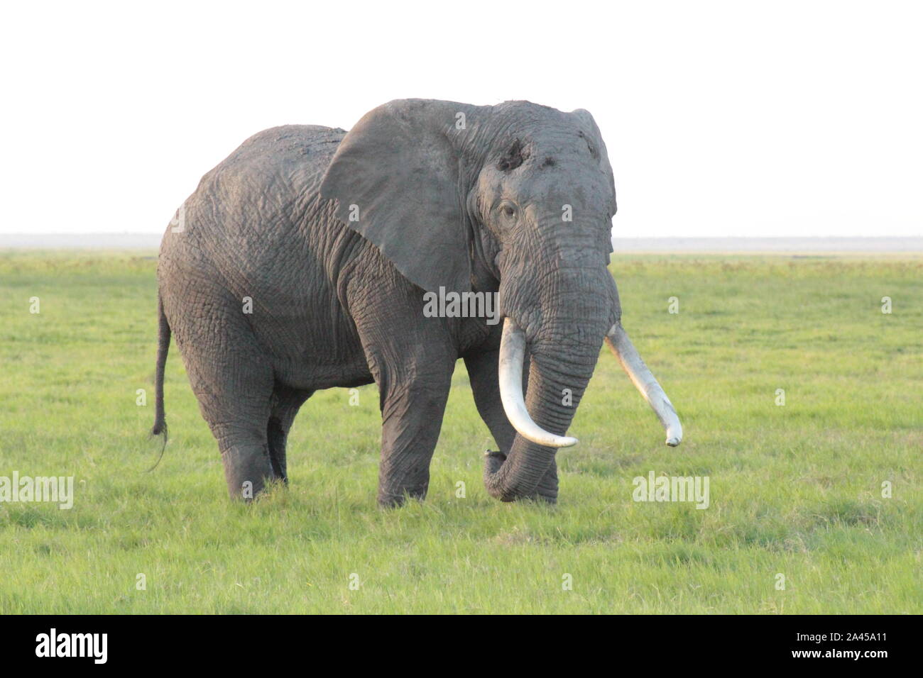 Big elephant in Masai mara, kenya Stock Photo