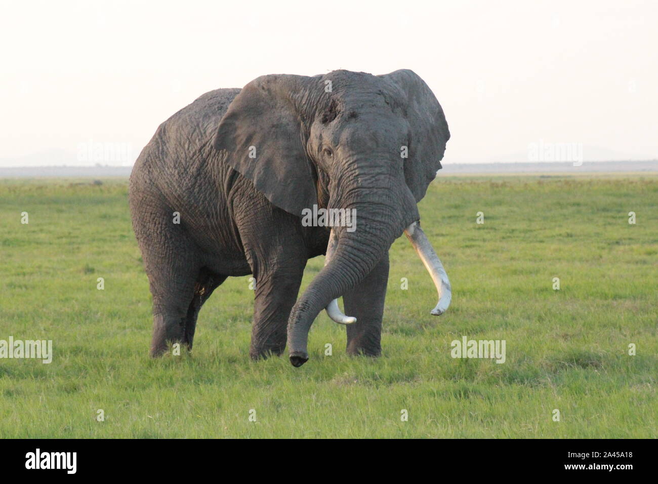 African elephant in Masai Mara Stock Photo