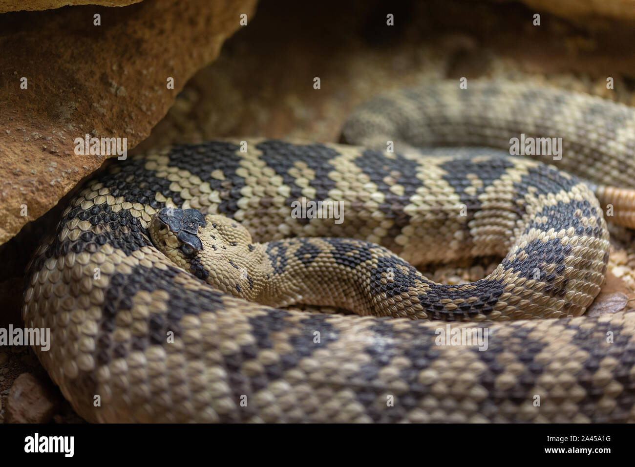 The  Northwestern Neotropical rattlesnake is characterised by its large size, pronounced vertebral ridge , and a highly potentent venom. Crotalus culm Stock Photo