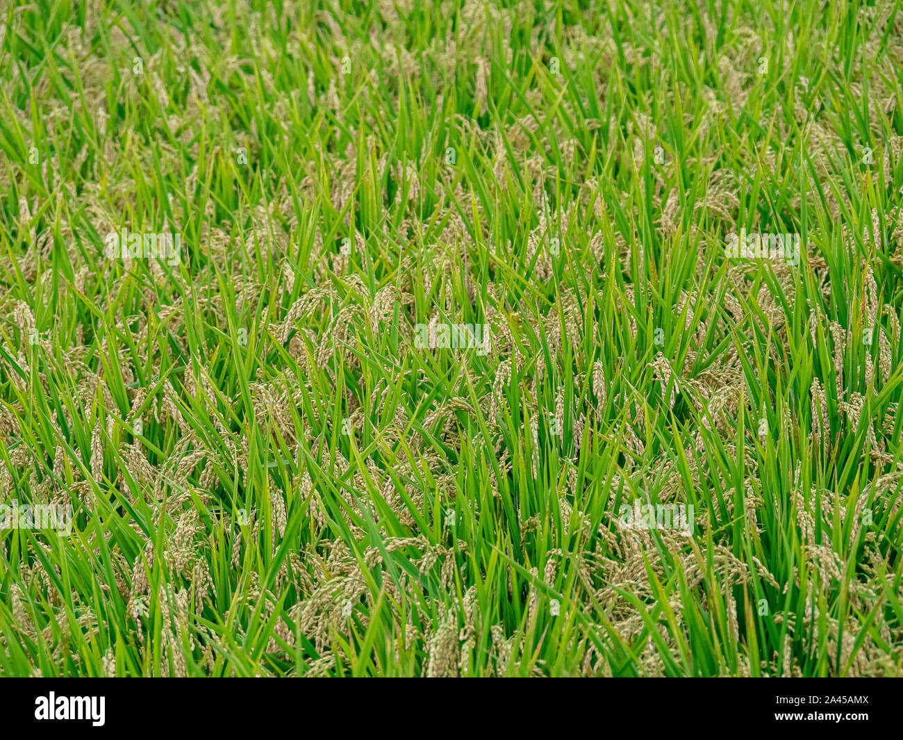 Sep Rice Field A ripened rice field in Yokohama, Japan waits to be harvested in late ...