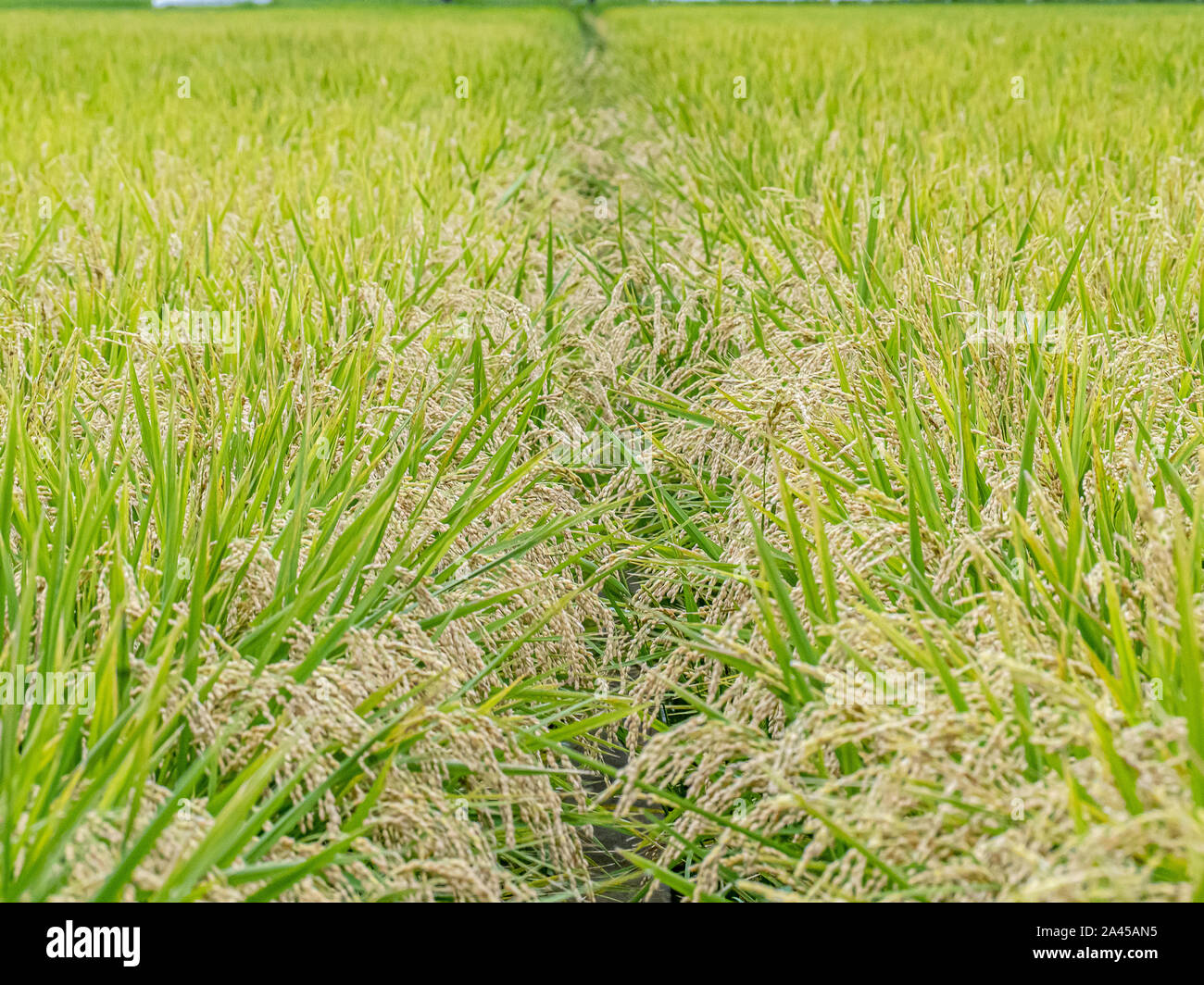 Sep Rice Field A ripened rice field in Yokohama, Japan waits to be harvested in late ...
