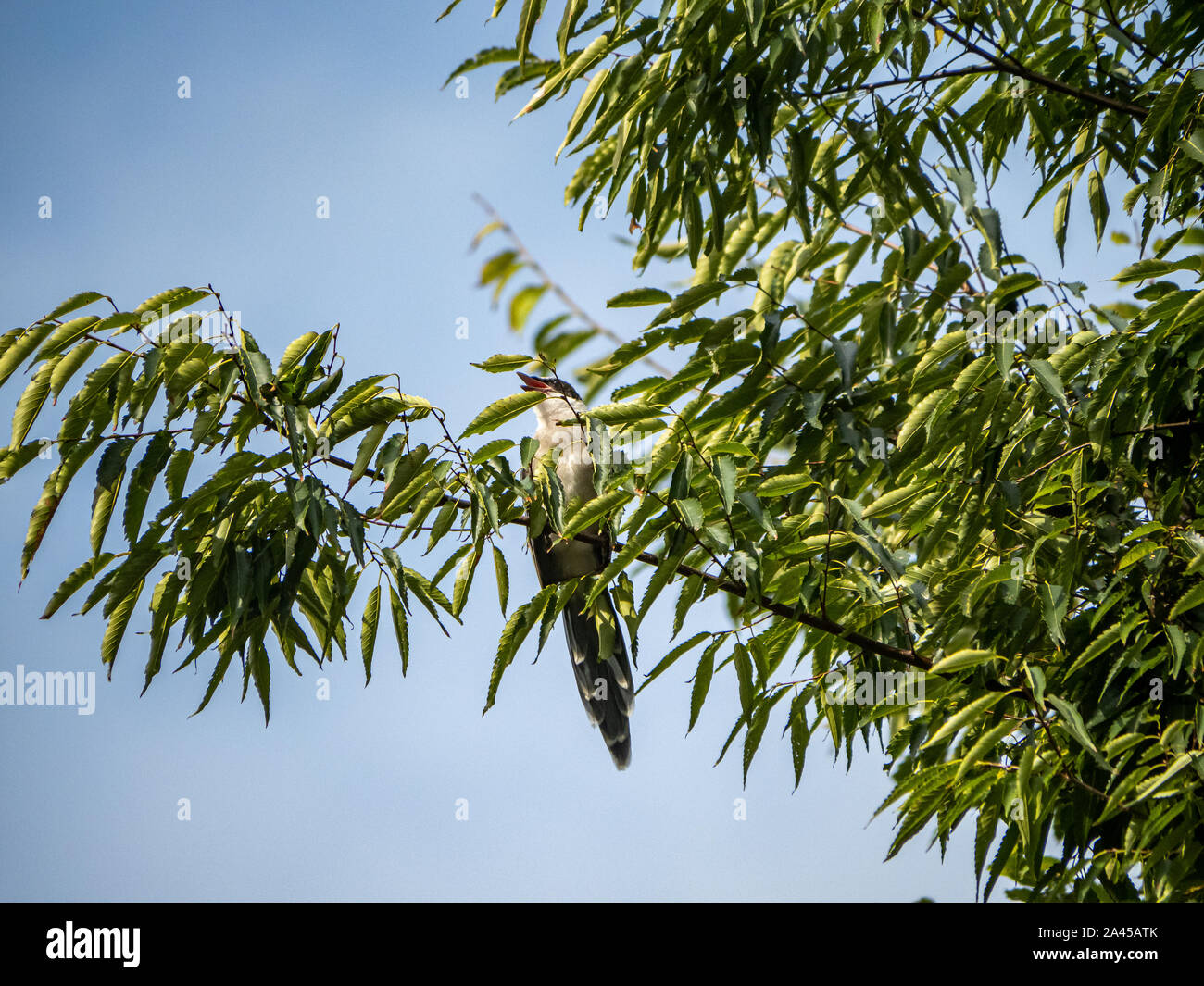 An azure-winged magpie, Cyanopica cyanus, perches in a tree near a farmhouse near Yokohama, Japan. Stock Photo