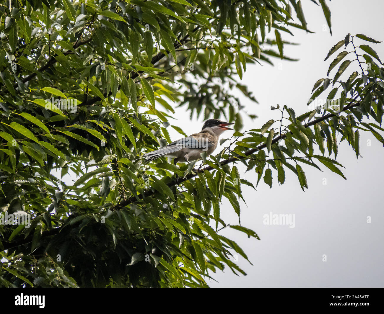 An azure-winged magpie, Cyanopica cyanus, perches in a tree near a farmhouse near Yokohama, Japan. Stock Photo