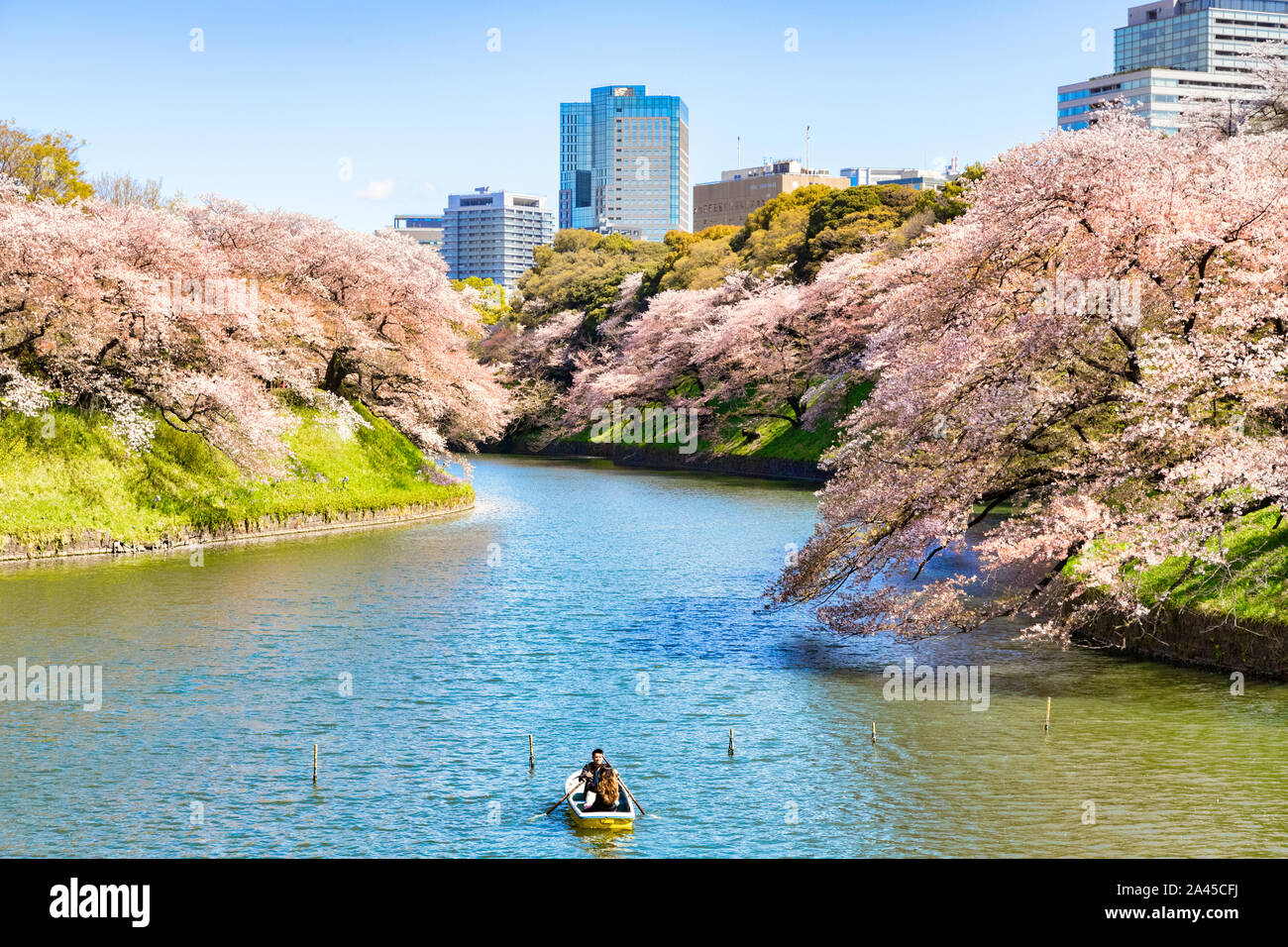 9 April 2019: Tokyo, Japan - Cherry Blossom lining the banks oif the Imperial Moat, and one boat with young couple rowing. Stock Photo