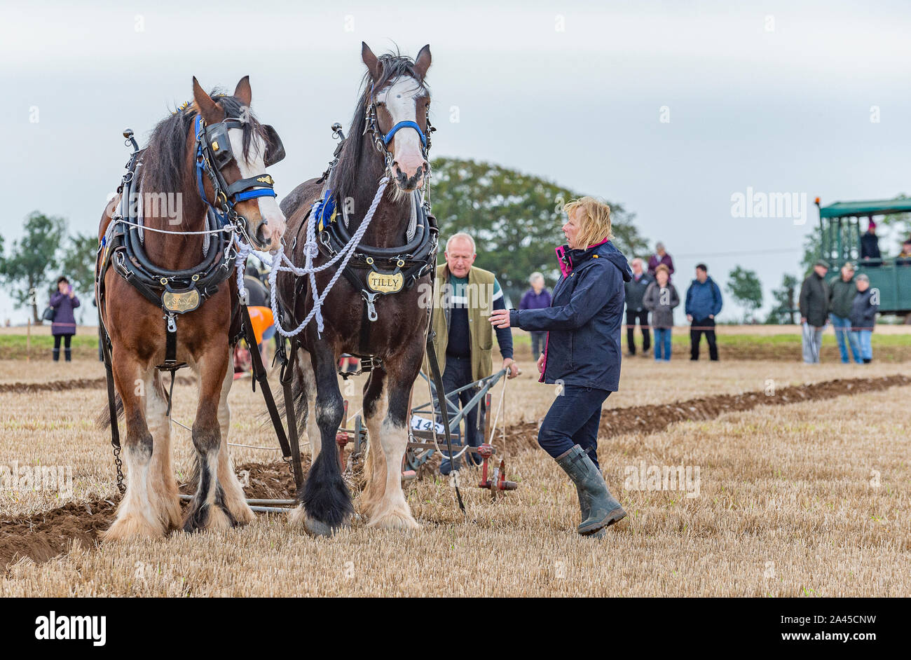Nocton, Lincoln, Lincolnshire, UK. 12th October 2019.    Over 200 champion ploughmen and women from all over the country have assembled near Lincoln to compete in the 2019 British National Ploughing Championships.  The competition includes many types of plough and styles of ploughing across the 250-acre site; including heavy horses, vintage tractors and steam ploughing engines.  The championships, now in there 69th year, are organised by The Society of Ploughmen with the objective of promoting and encourage the art, skill and science of ploughing the land. Credit: Matt Limb OBE/Alamy Live News Stock Photo