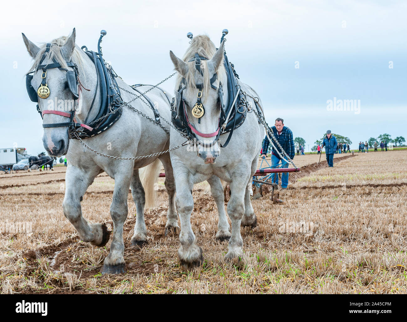 Nocton, Lincoln, Lincolnshire, UK. 12th October 2019.    Over 200 champion ploughmen and women from all over the country have assembled near Lincoln to compete in the 2019 British National Ploughing Championships.  The competition includes many types of plough and styles of ploughing across the 250-acre site; including heavy horses, vintage tractors and steam ploughing engines.  The championships, now in there 69th year, are organised by The Society of Ploughmen with the objective of promoting and encourage the art, skill and science of ploughing the land. Credit: Matt Limb OBE/Alamy Live News Stock Photo