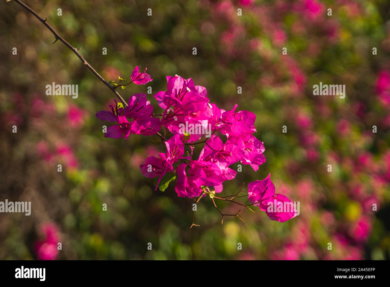 Beautiful pink flowers that grow on a tree Stock Photo Alamy