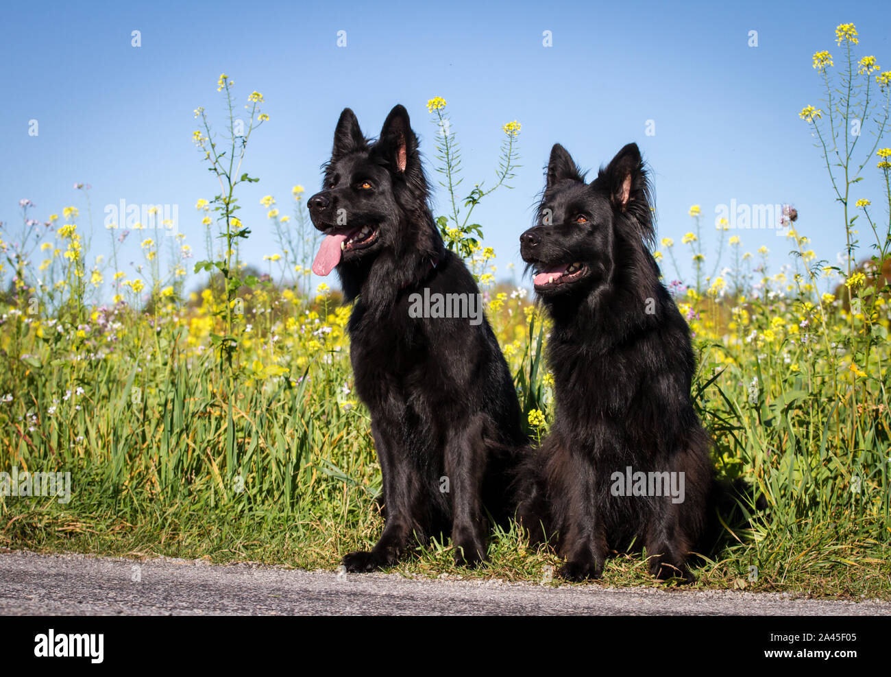 Two black Old German Shepherd Dog females sitting in front of a yellow flower field Stock Photo
