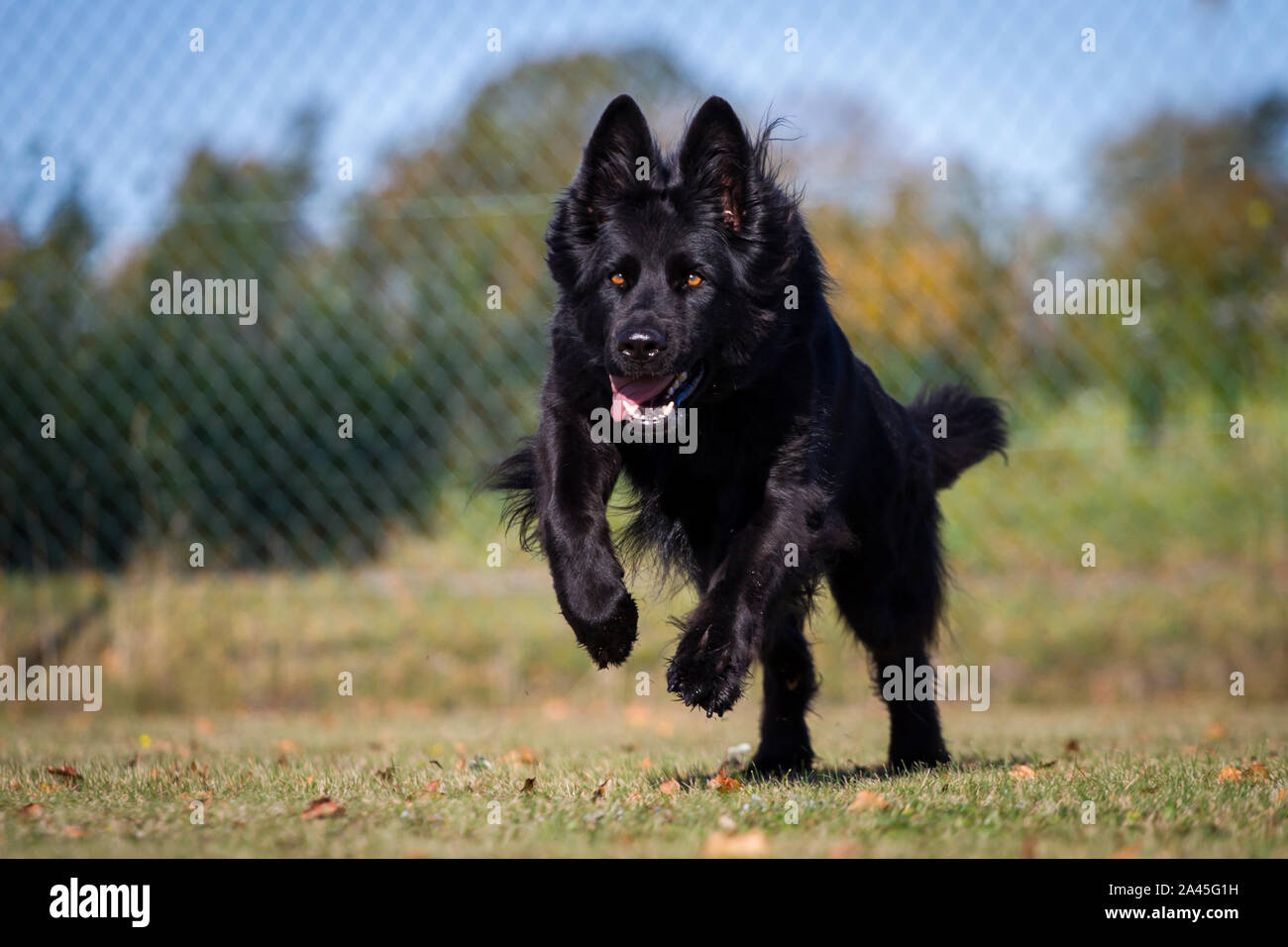 Black Old German Shepherd Dog female running, photographed from the front Stock Photo
