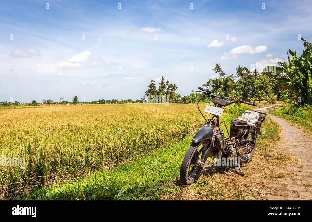 Balinese plains of ripe rice fields, Indonesia Stock Photo