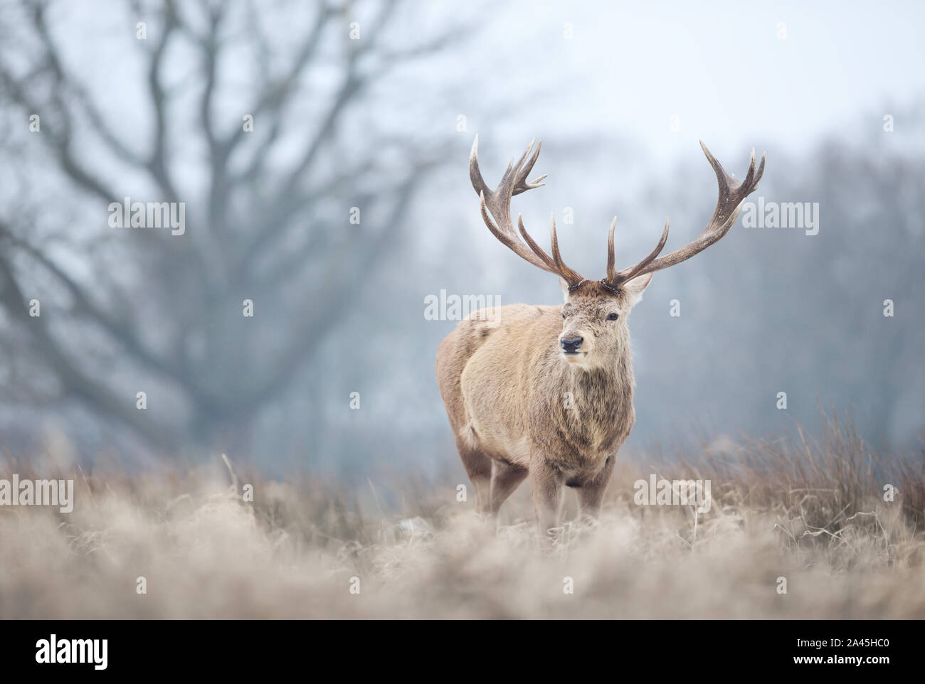 Close-up of a red deer stag in winter, UK. Stock Photo