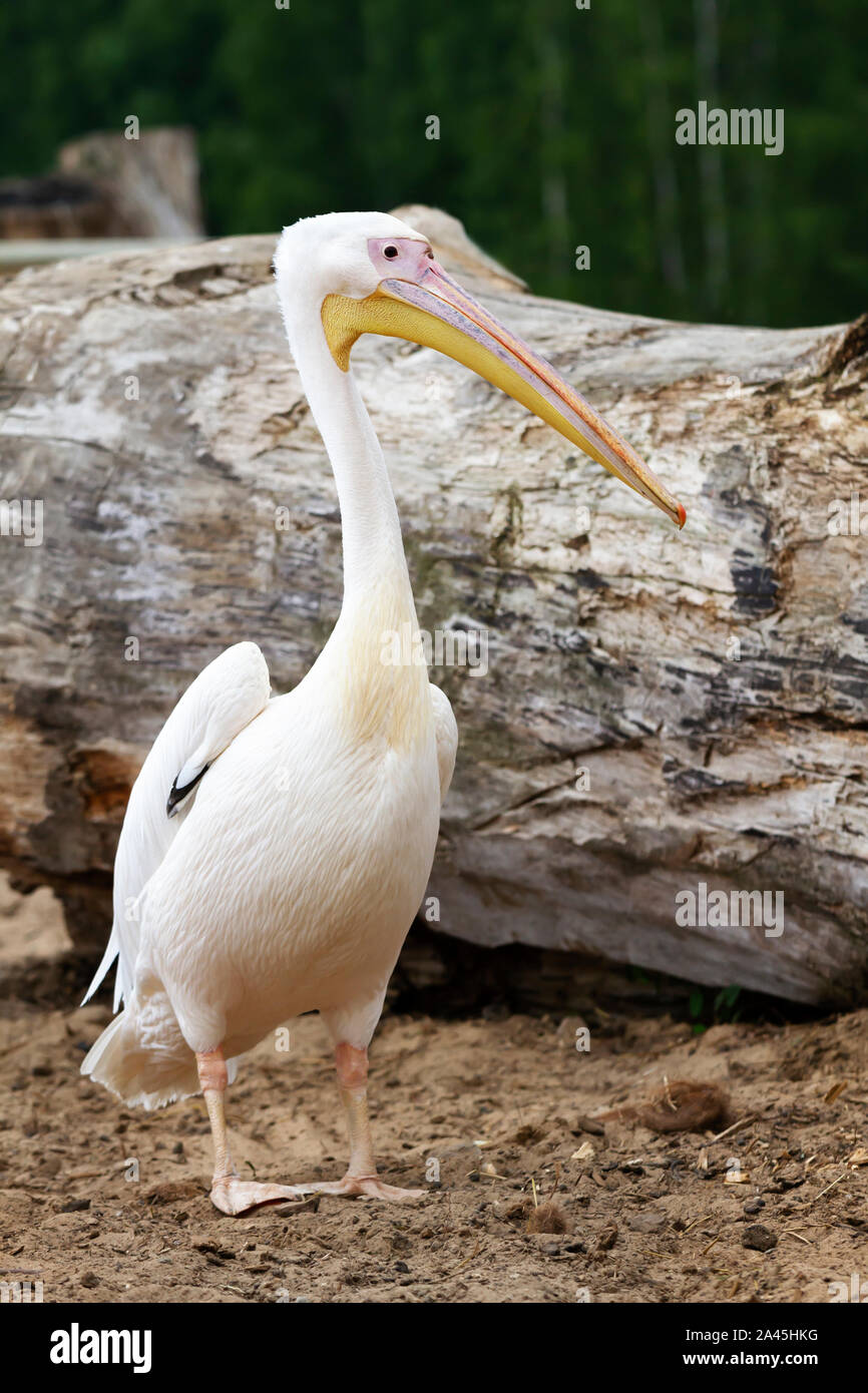 Close up of an American white pelican (Pelecanus erythrorhynchos). Stock Photo