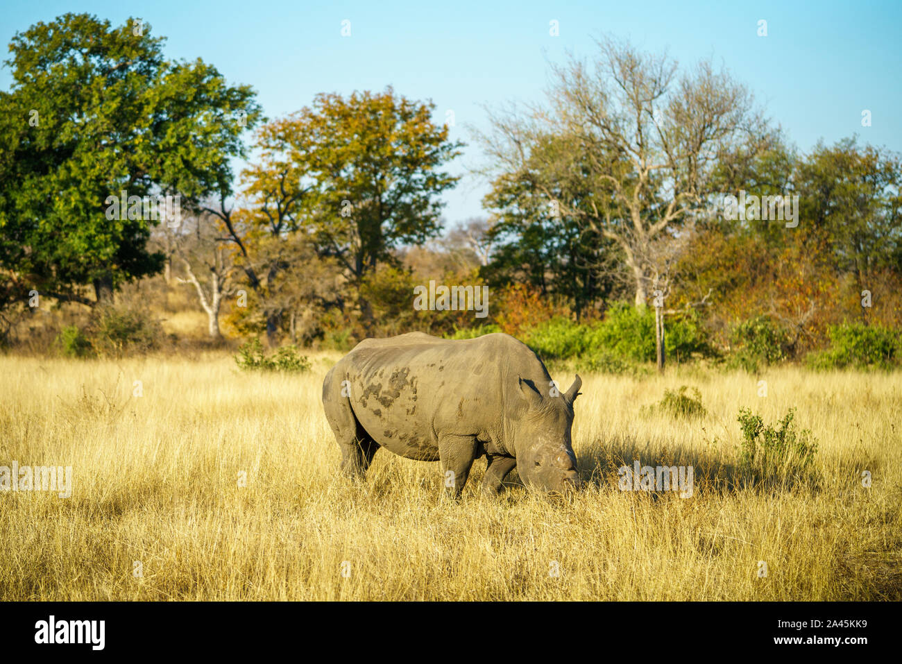 a white rhino without horns in kruger national park in south africa Stock Photo