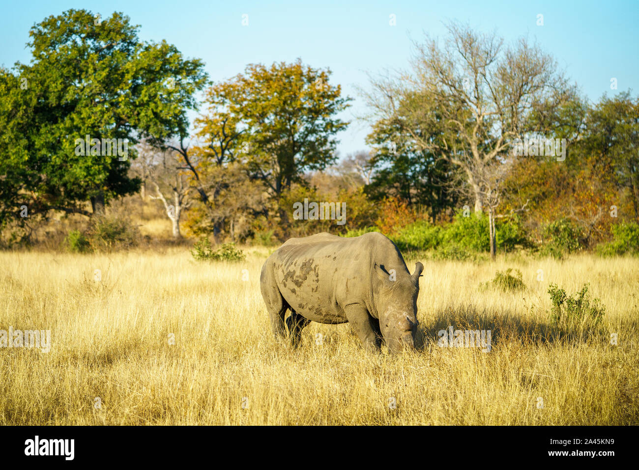 a white rhino without horns in kruger national park in south africa Stock Photo