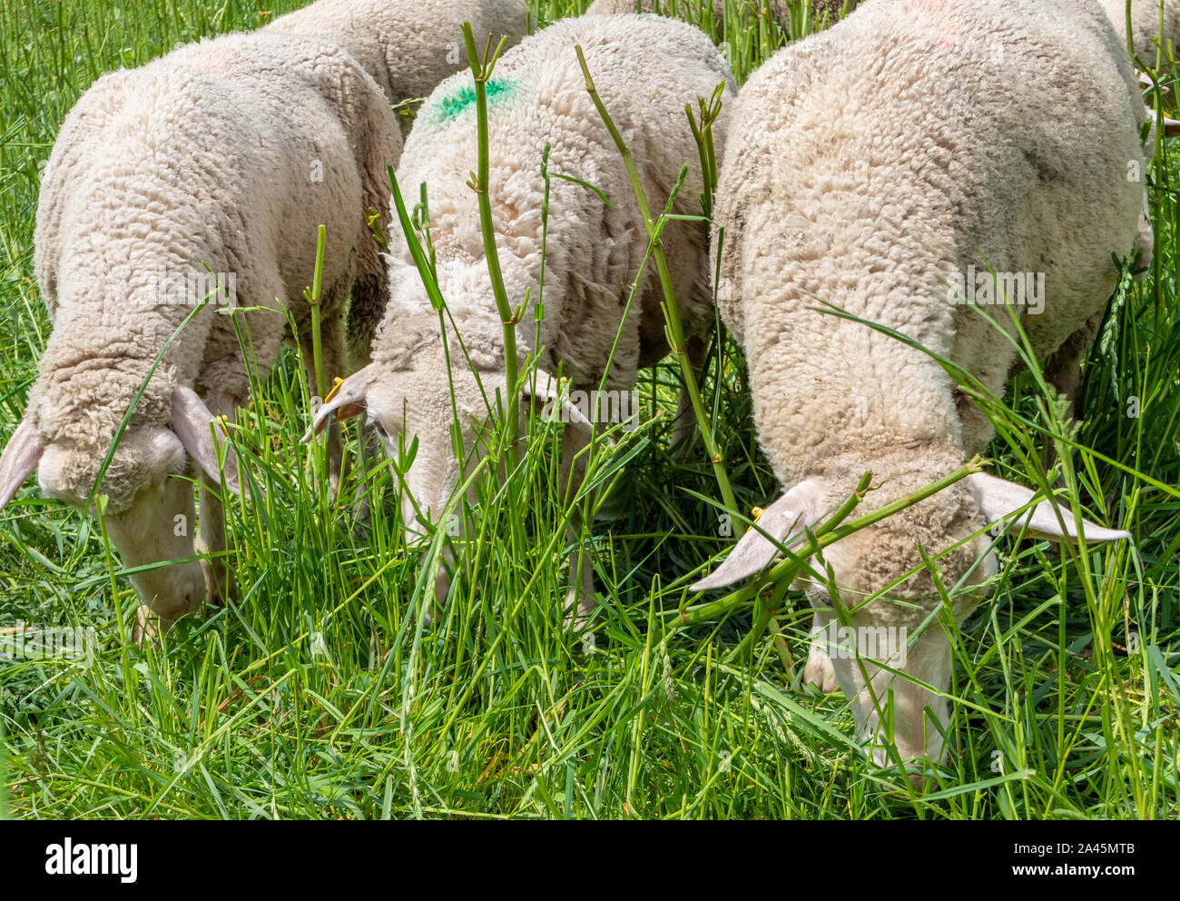 Sheep grazing in the pasture farm Stock Photo - Alamy