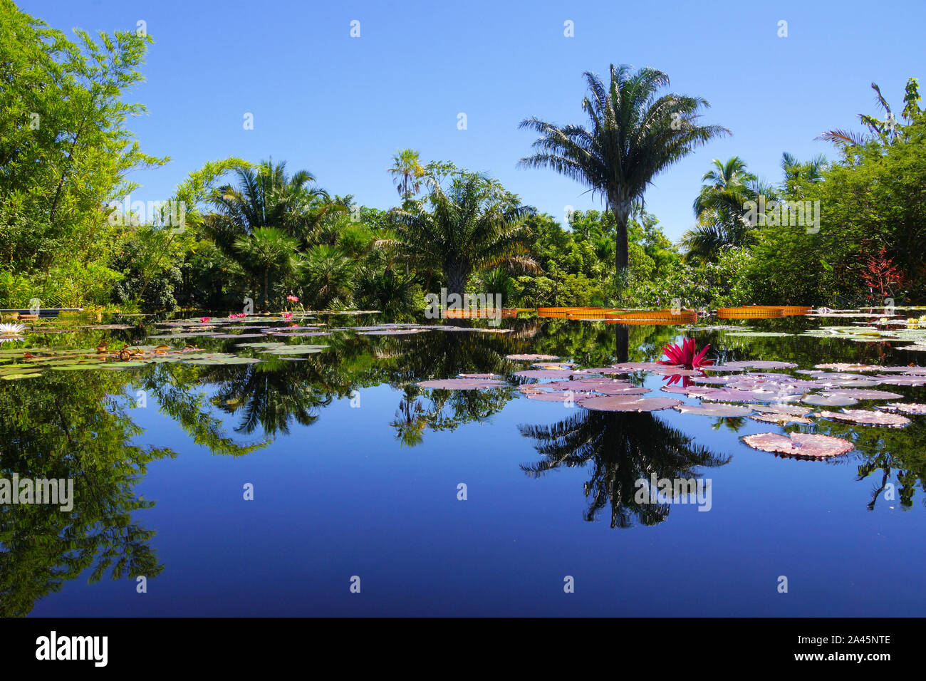 Naples, Florida/USA May,27,2016 Lush lawn amid the palm trees in the