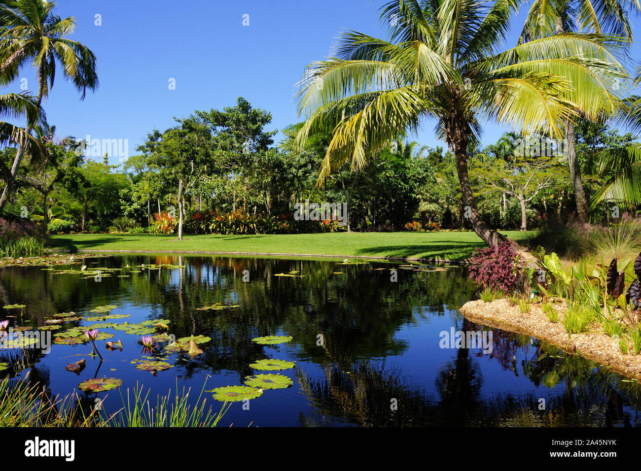 Naples, Florida/USA May,27,2016 Lush lawn amid the palm trees in the