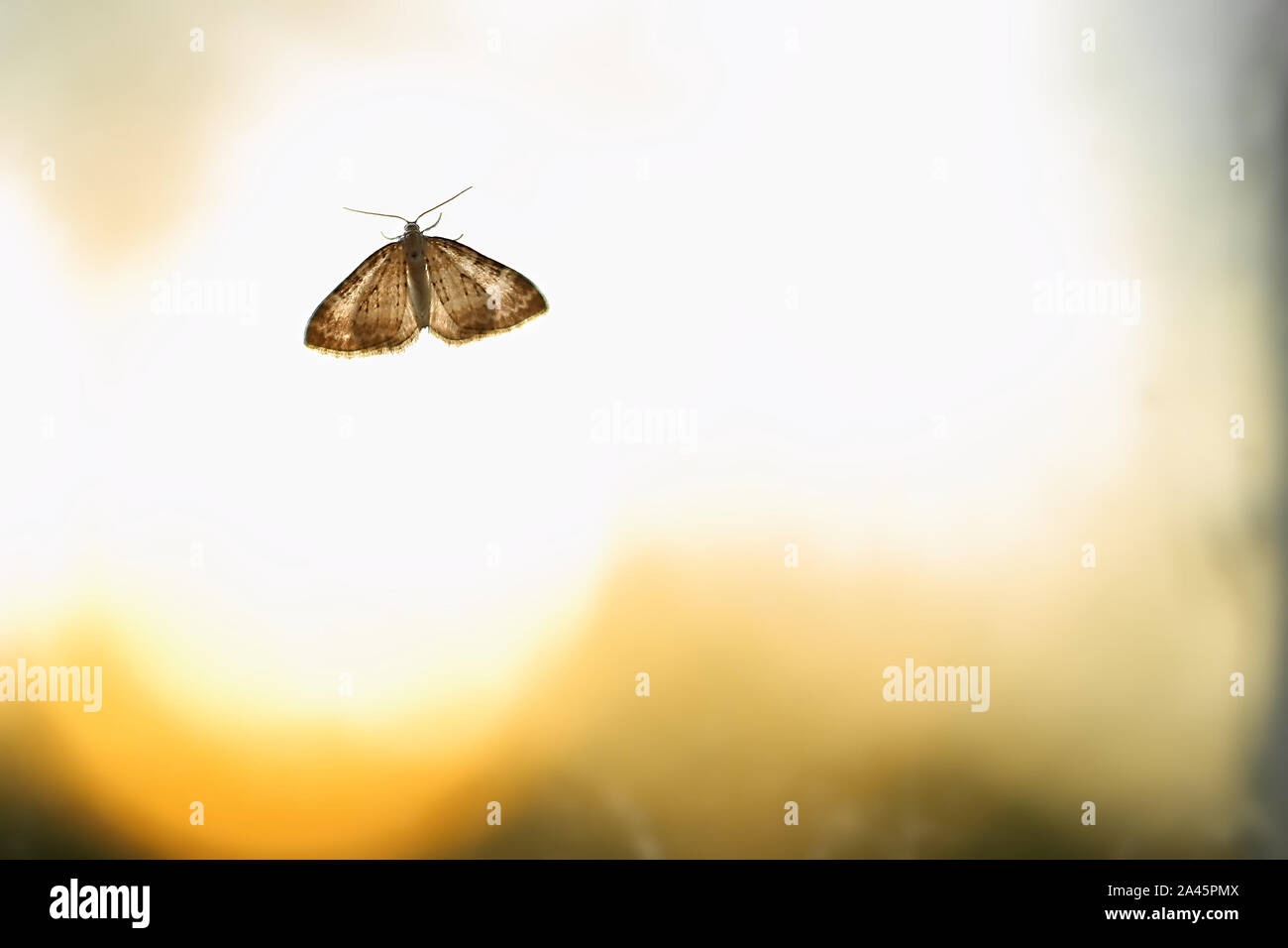 Backlit image of Nola karelica, a tuft moth. Stock Photo