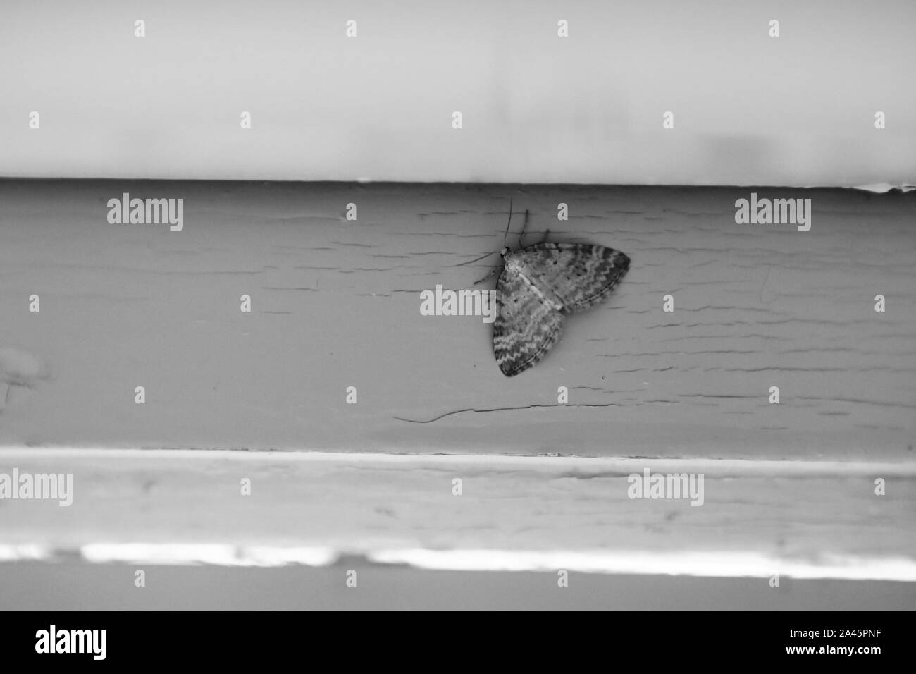 Black and white image of Nola karelica, a tuft moth. Stock Photo