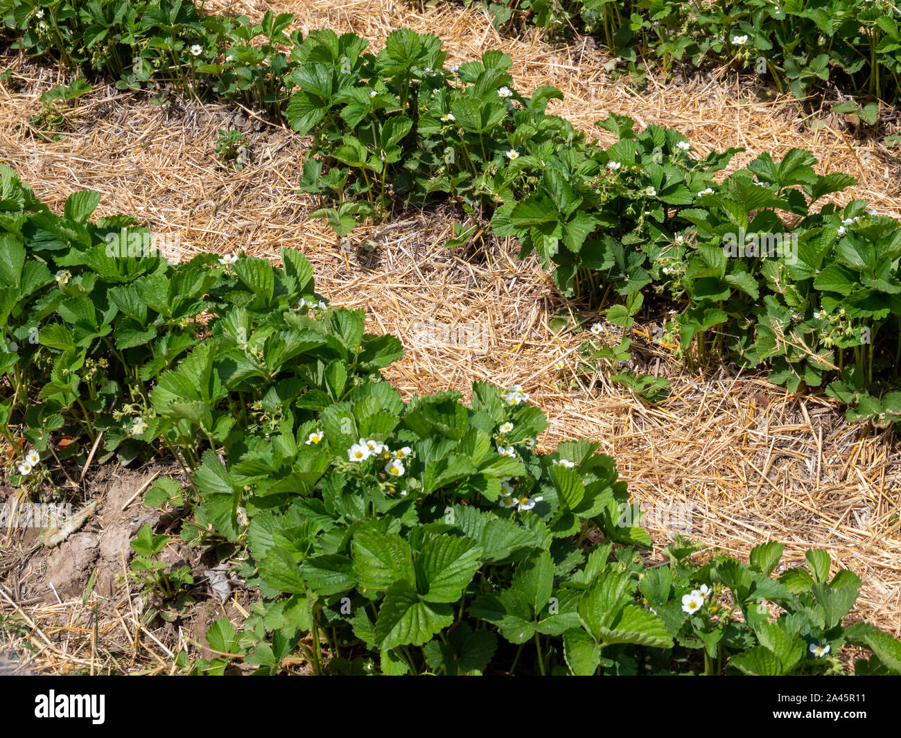 Strawberry plant. Blossoming of strawberry Stock Photo - Alamy