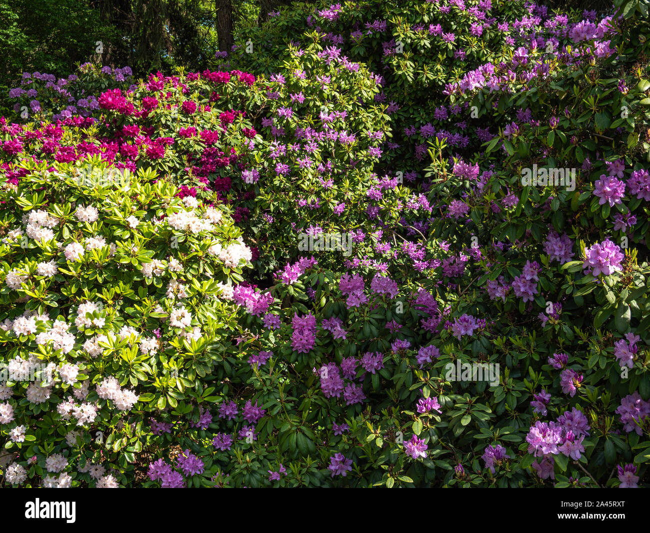 Spring Rhododendron Many rhododendrons bloom in spring Stock Photo - Alamy