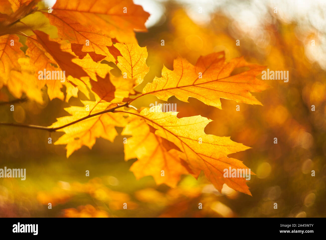 Autumn leaves on the sun. Fall blurred background. Stock Photo