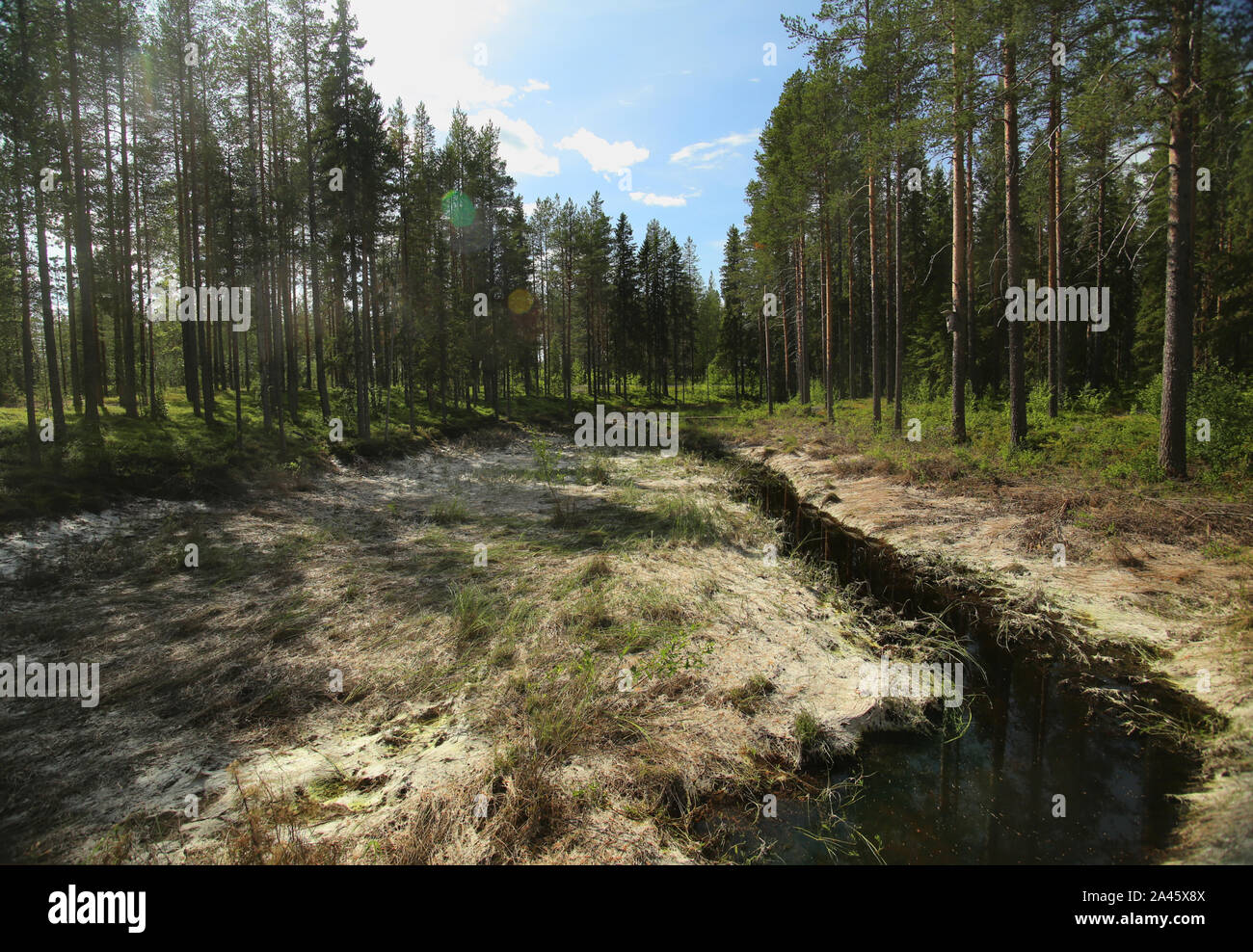 Dried watermeadow the Rortrask Silanger culture reserve in Lapland. Stock Photo