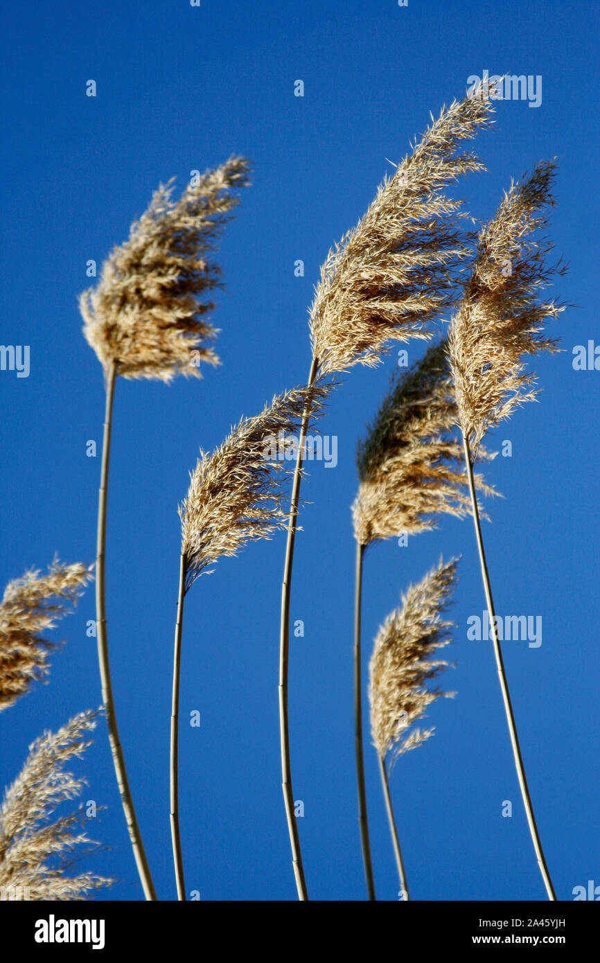 Reed Grass Family Stock Photo Alamy