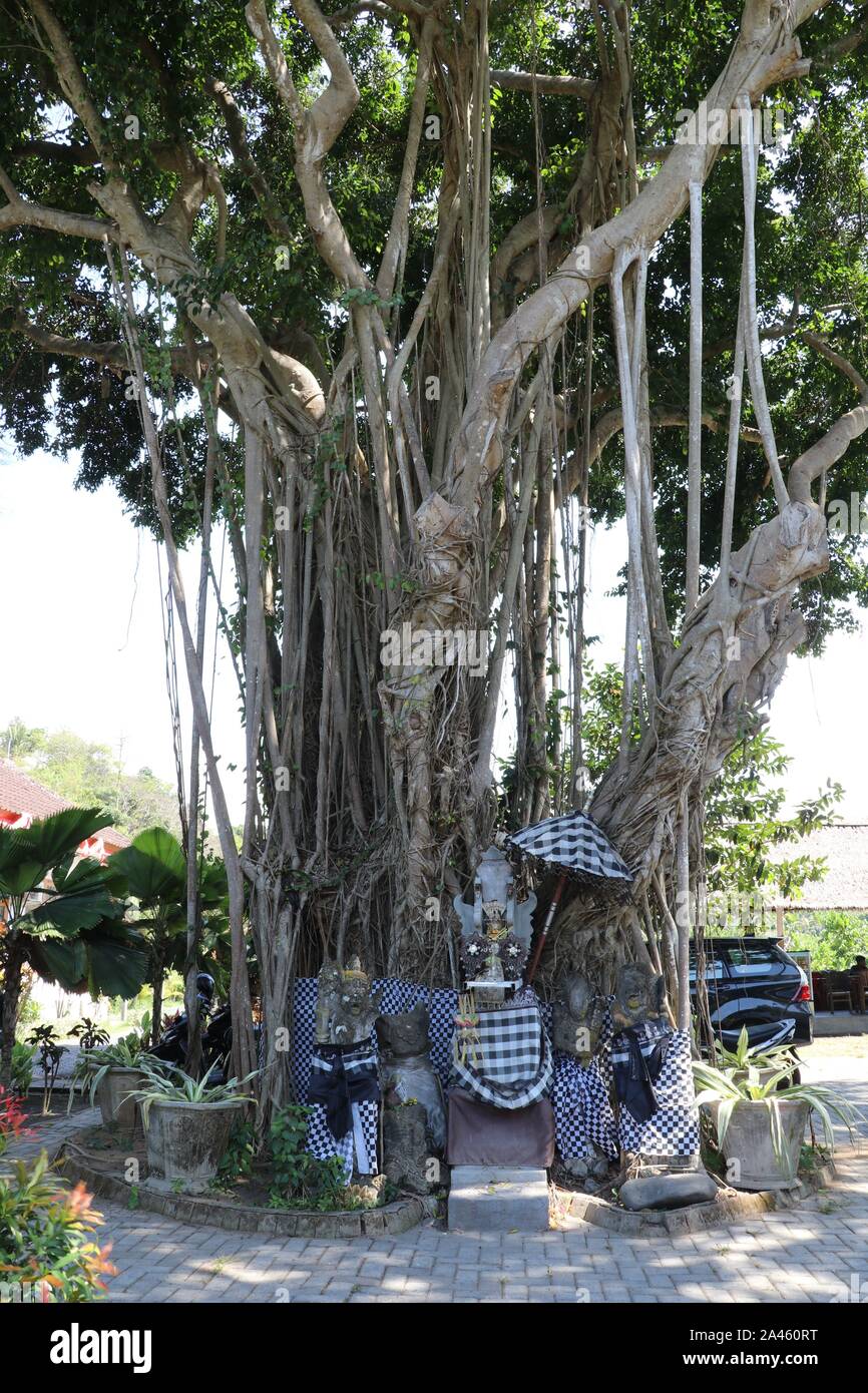 Sacred tree Ficus benghalensis wrapped in black and white fabric that drives away evil spirits. Hindu temple designed for sacrifices under huge Banyan Stock Photo