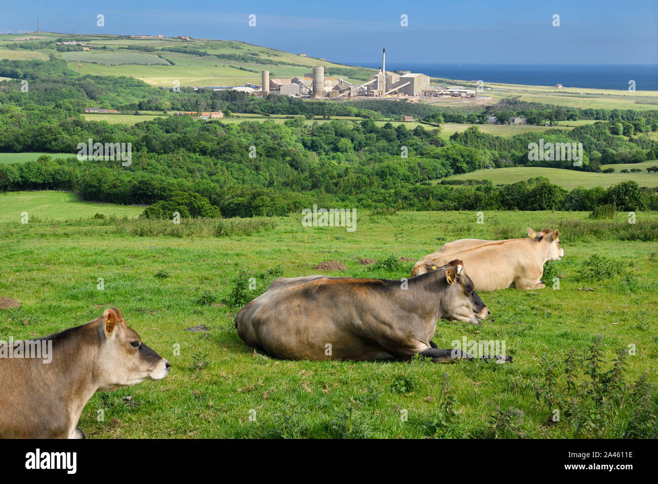 Guernsey dairy cows lying in a grass field with Boulby Mine factory for potash fertilizer on the North Sea North York Moors National Park England Stock Photo
