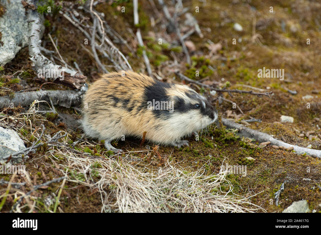 True Wild Life: Lemming